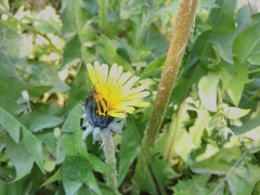 Taraxacum officinale