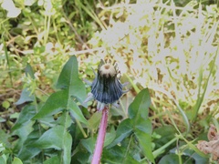 Taraxacum officinale