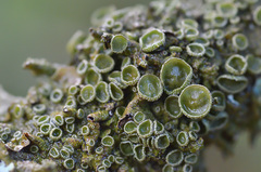 Melanohalea exasperata