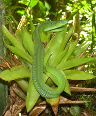 Bothriechis guifarroi