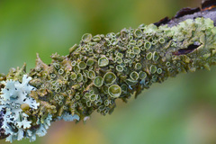 Melanohalea exasperata