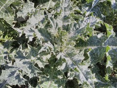 Silybum marianum