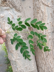 Moringa oleifera