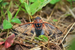 Psalmocharias plagifera