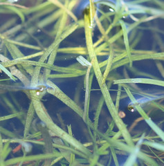 Callitriche hamulata