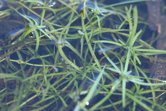 Callitriche hamulata