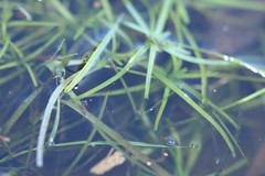 Callitriche hamulata