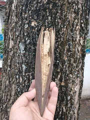 Spathodea campanulata