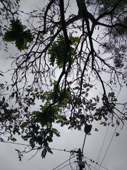 Spathodea campanulata