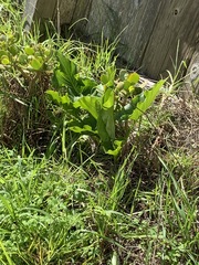 Zantedeschia aethiopica