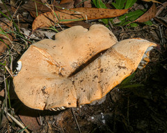 Lactifluus clarkeae