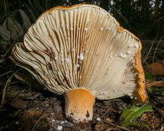 Lactifluus clarkeae