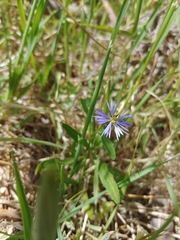 Volutaria crupinoides