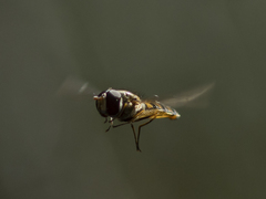 Episyrphus balteatus