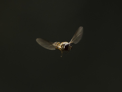 Episyrphus balteatus