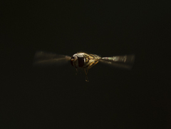 Episyrphus balteatus
