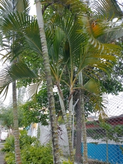 Dypsis lutescens