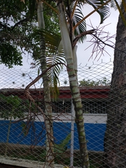 Dypsis lutescens