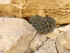 Rosularia lineata