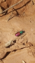 Cicindela scutellaris scutellaris