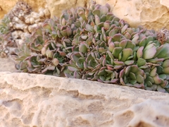Rosularia lineata