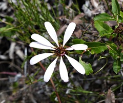Mutisia spinosa