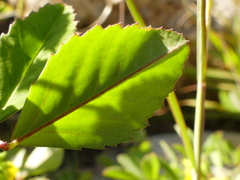 Trigonella esculenta