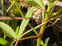 Trigonella esculenta