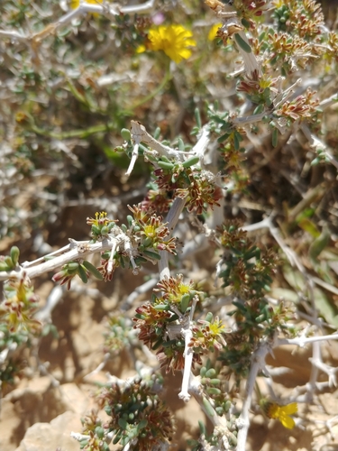 Gymnocarpos