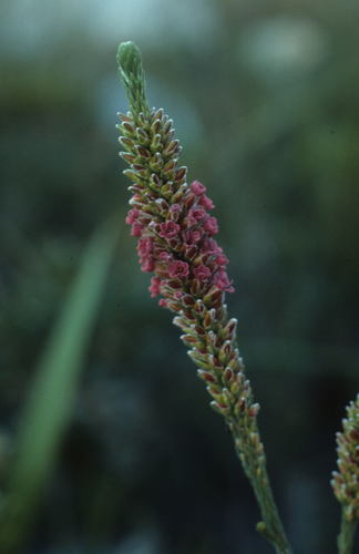 Image of Audouinia capitata by (c) Tom Lloyd Evans, some rights reserved (CC BY-SA)
