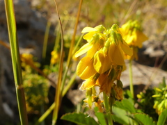 Trigonella esculenta