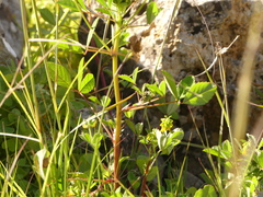 Trigonella esculenta