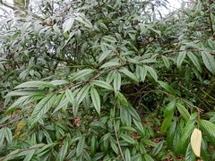 Cotoneaster salicifolius