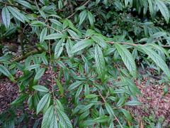 Cotoneaster salicifolius