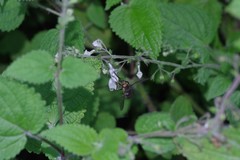 Equilabium laxiflorum