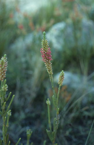 Image of Audouinia capitata by (c) Tom Lloyd Evans, some rights reserved (CC BY-SA)