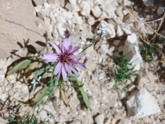 Pseudopodospermum papposum