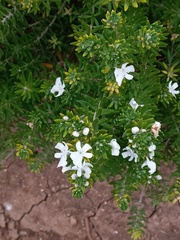 Westringia fruticosa