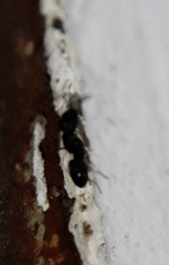 Camponotus werthi
