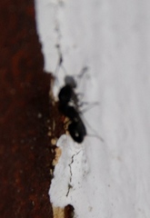 Camponotus werthi