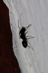 Camponotus werthi