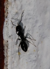Camponotus werthi