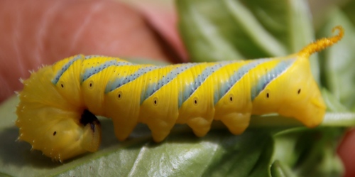 Death's Head Hawkmoth photo 4