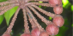 Poeciloscarta