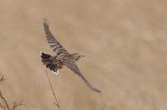 Cisticola aridulus