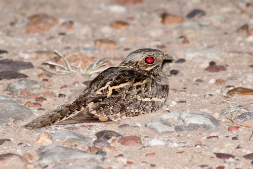 Square-tailed Nightjar (Caprimulgus fossii), photo 8