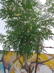 Moringa oleifera