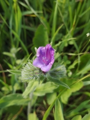 Echium judaeum