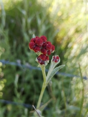 Helichrysum sanguineum