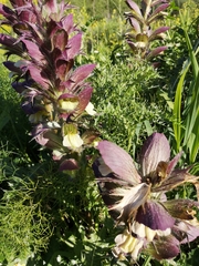 Acanthus syriacus